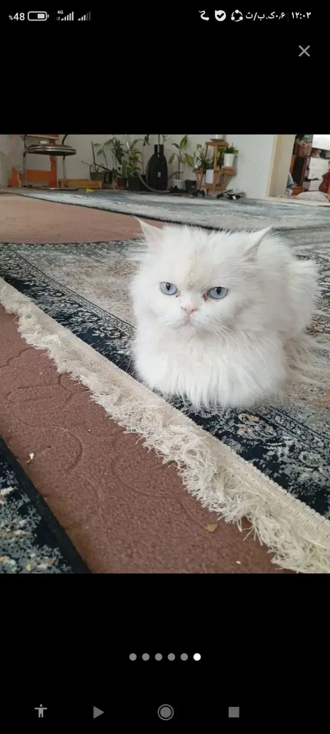 دو عدد گربه نر و ماده پرشین خشکل عروسک|گربه|تربتحیدریه, کلاته توکلی|دیوار