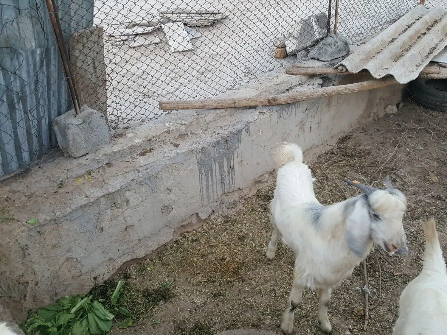 فروش کهره نر|حیوانات مزرعه|لامرد, |دیوار