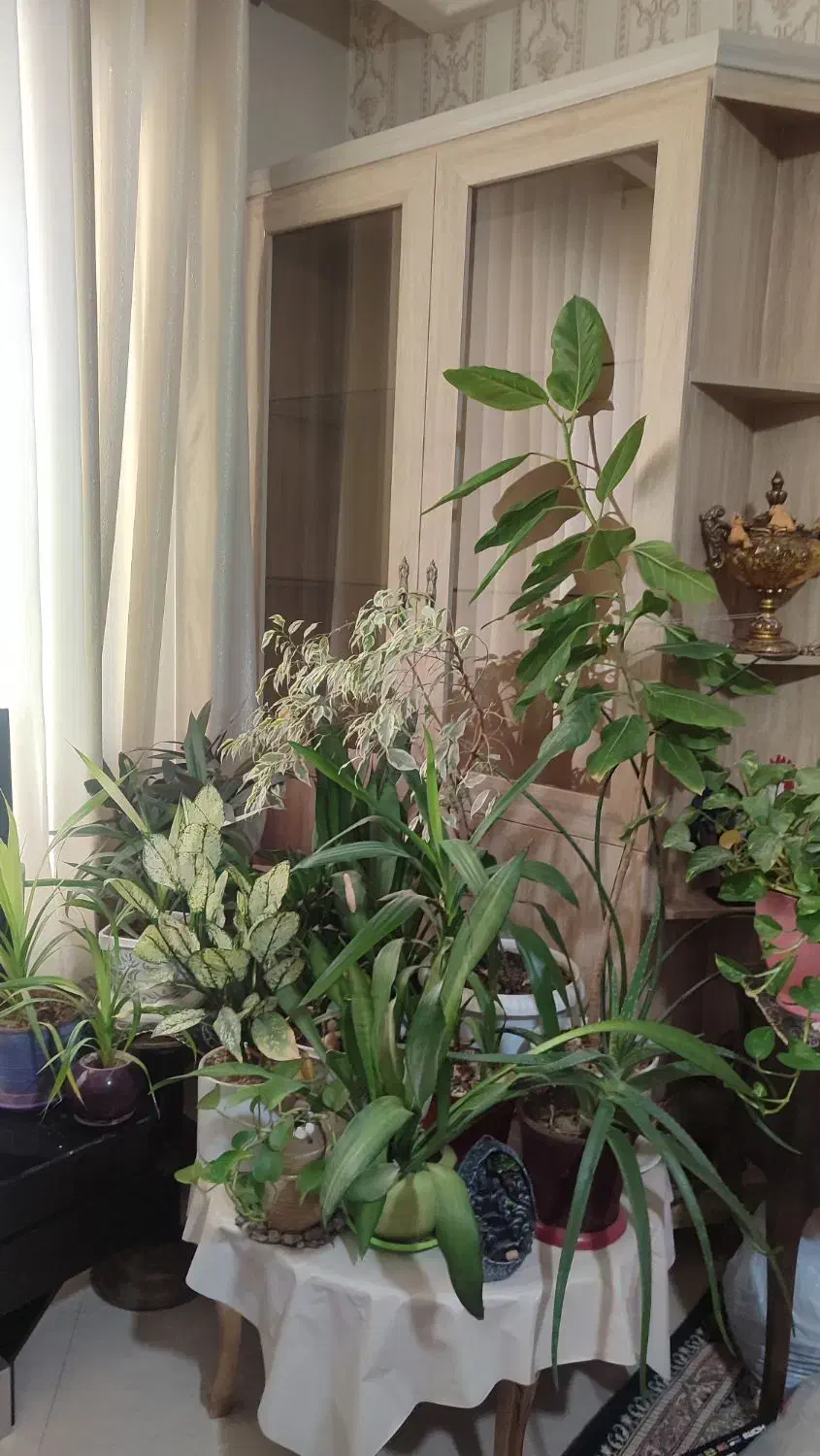 گلو گیاه|گل و گیاه طبیعی|مشهد, تربیت (صدف)|دیوار