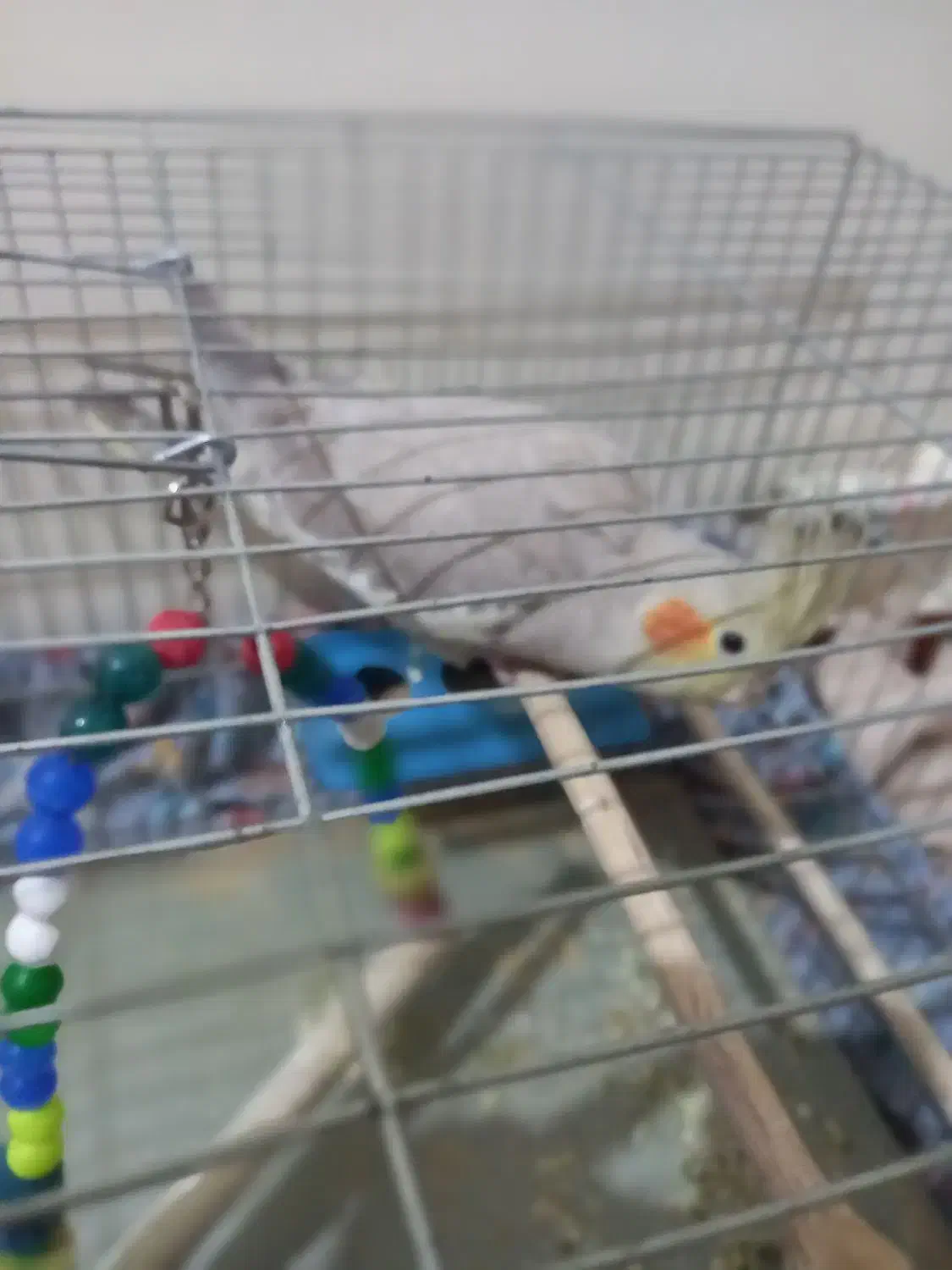 عروس هلندی|پرنده|عجب شیر, |دیوار