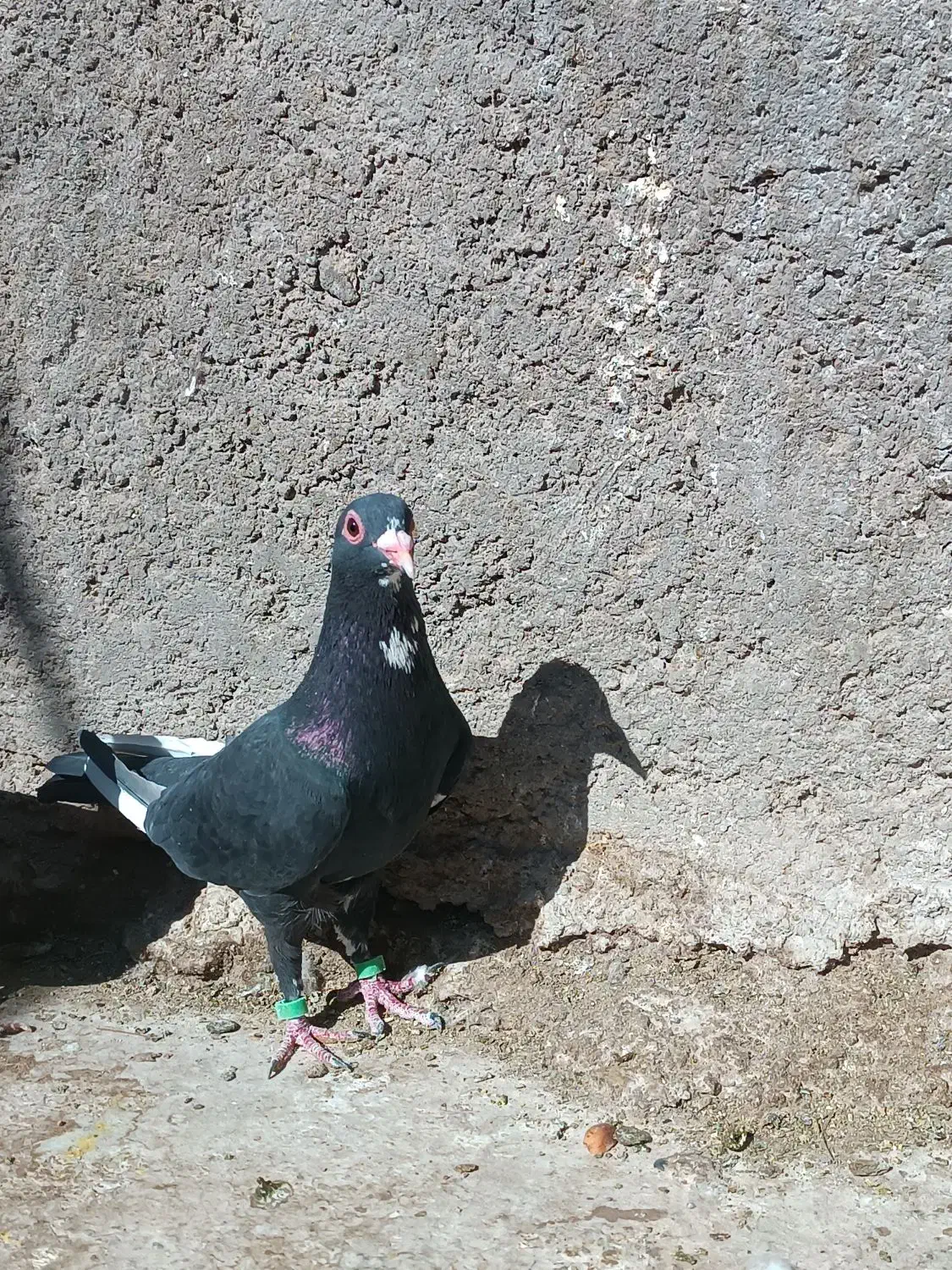 دوتا ماده سیاه پلنگ|پرنده|زرند, |دیوار