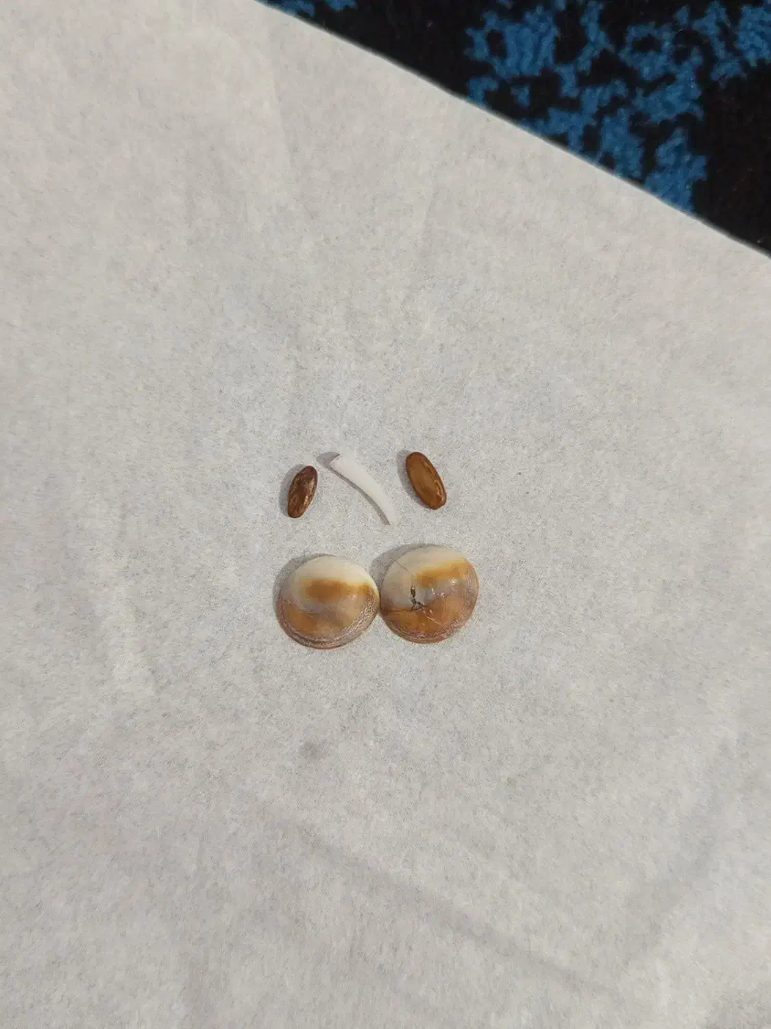 طلا|جواهرات|کوهدشت, |دیوار