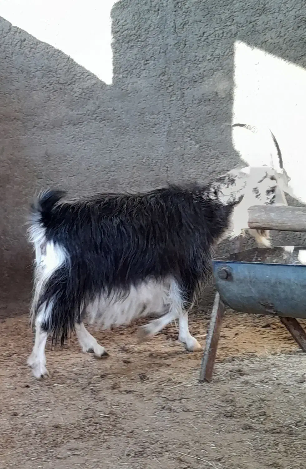 بز کشتاری|حیوانات مزرعه|پیشوا, |دیوار