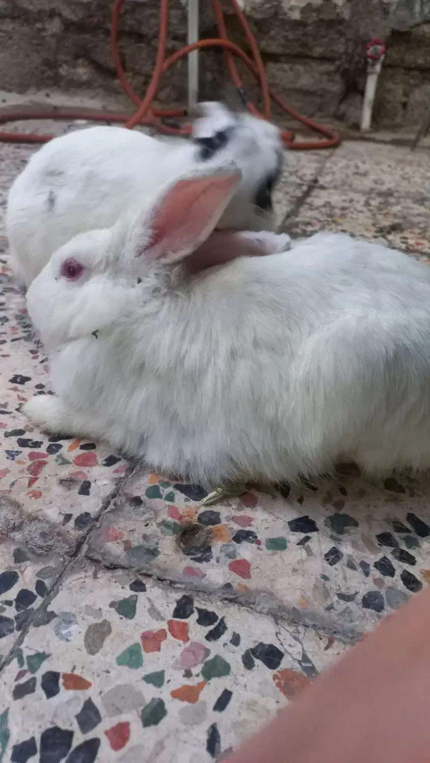 حیوان خانگی|موش و خرگوش|شوش, |دیوار