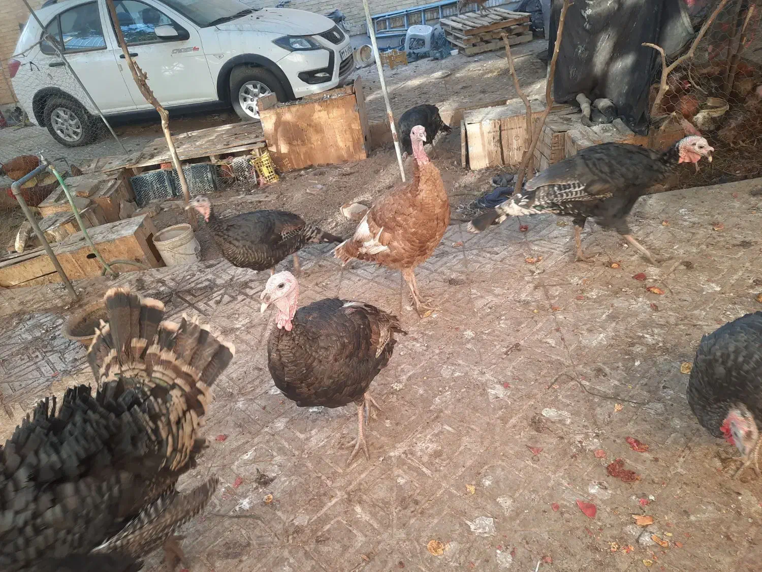 بوقلمون خانگی و ارگانیک|حیوانات مزرعه|یزد, |دیوار