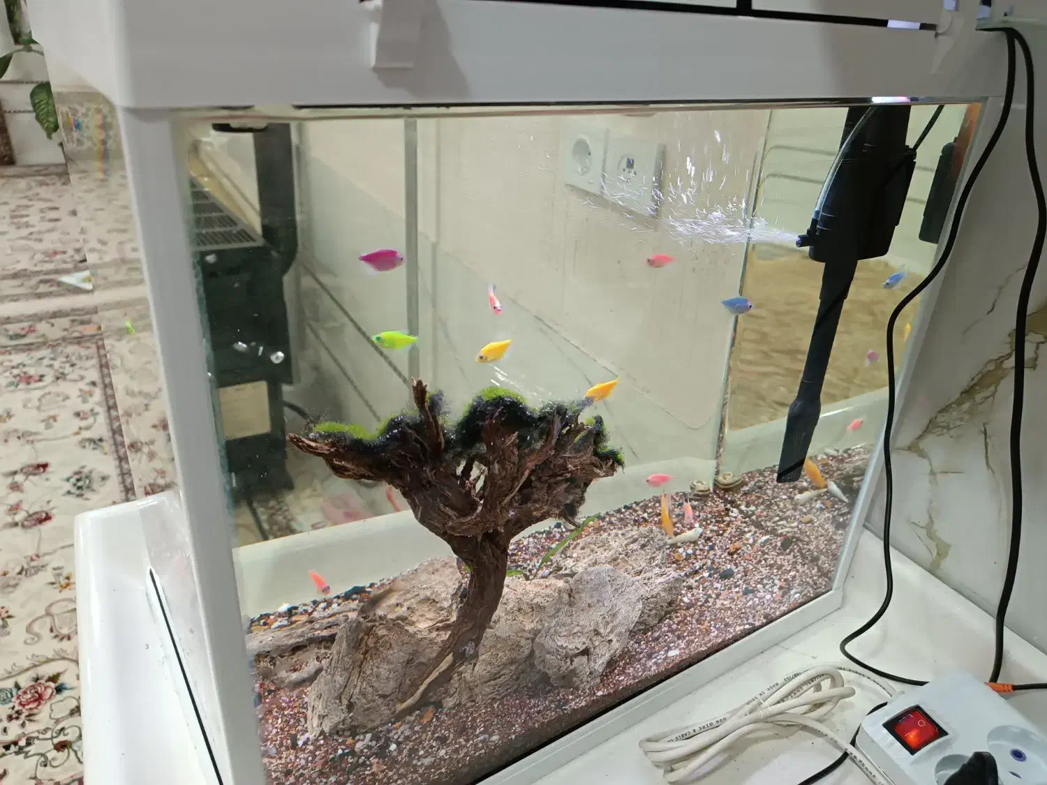 فروش اکواریوم|ماهی|بانه, |دیوار