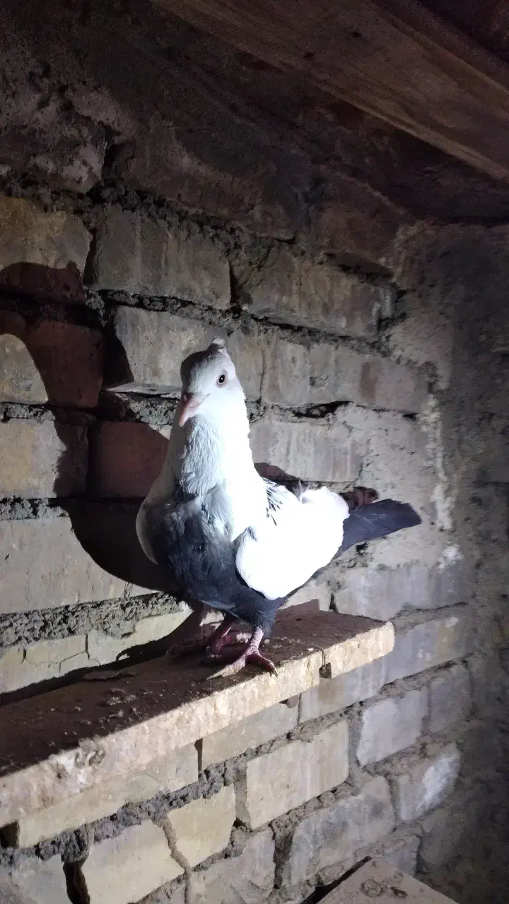 فروش دونر دمبی|پرنده|باوی, |دیوار