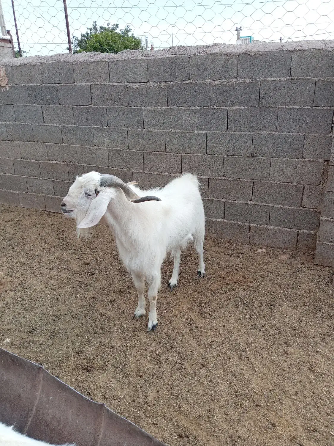 نر بز عالی بزغاله پارسالی|حیوانات مزرعه|طاغنکوه, |دیوار