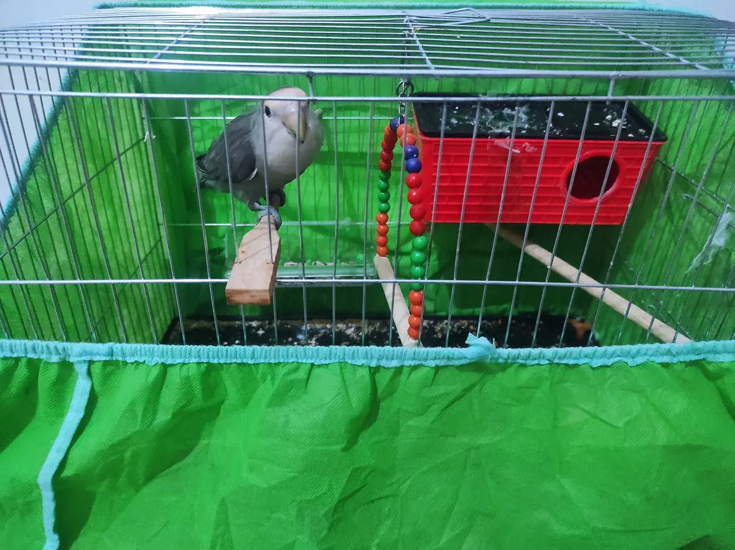 پرنده (طوطی برزیلی)|پرنده|کرمانشاه, |دیوار