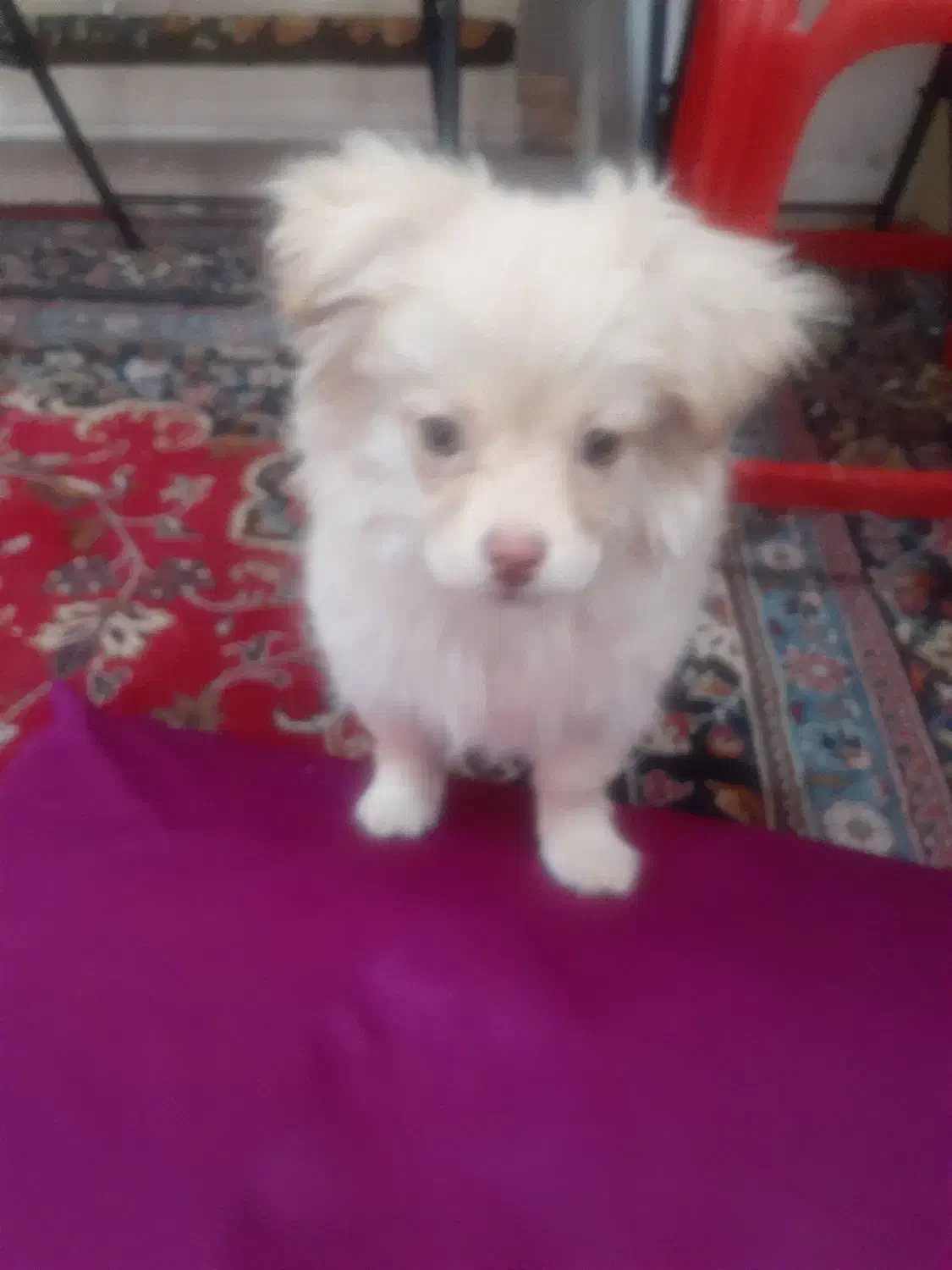 سگ پامرخرسی|سگ|کرمانشاه, |دیوار