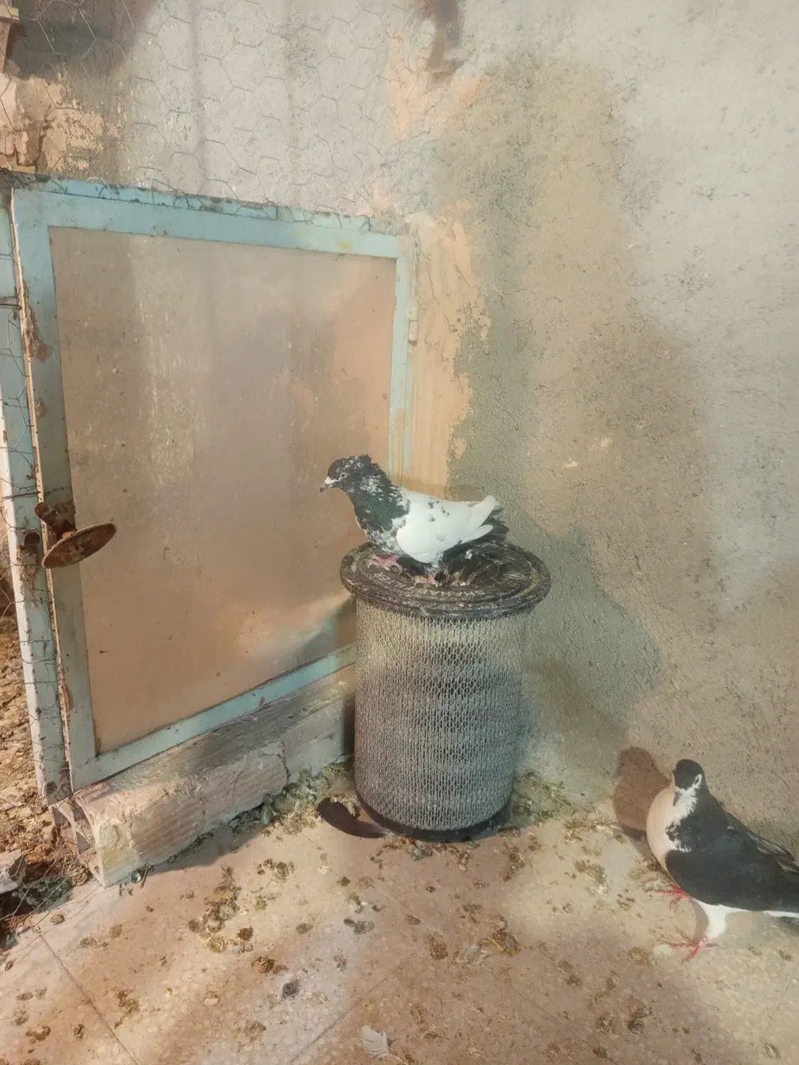 کفتر گرفتنی سده سیاه سینه سیاه دونه ۳۰۰|پرنده|سبزوار, امیر کبیر|دیوار