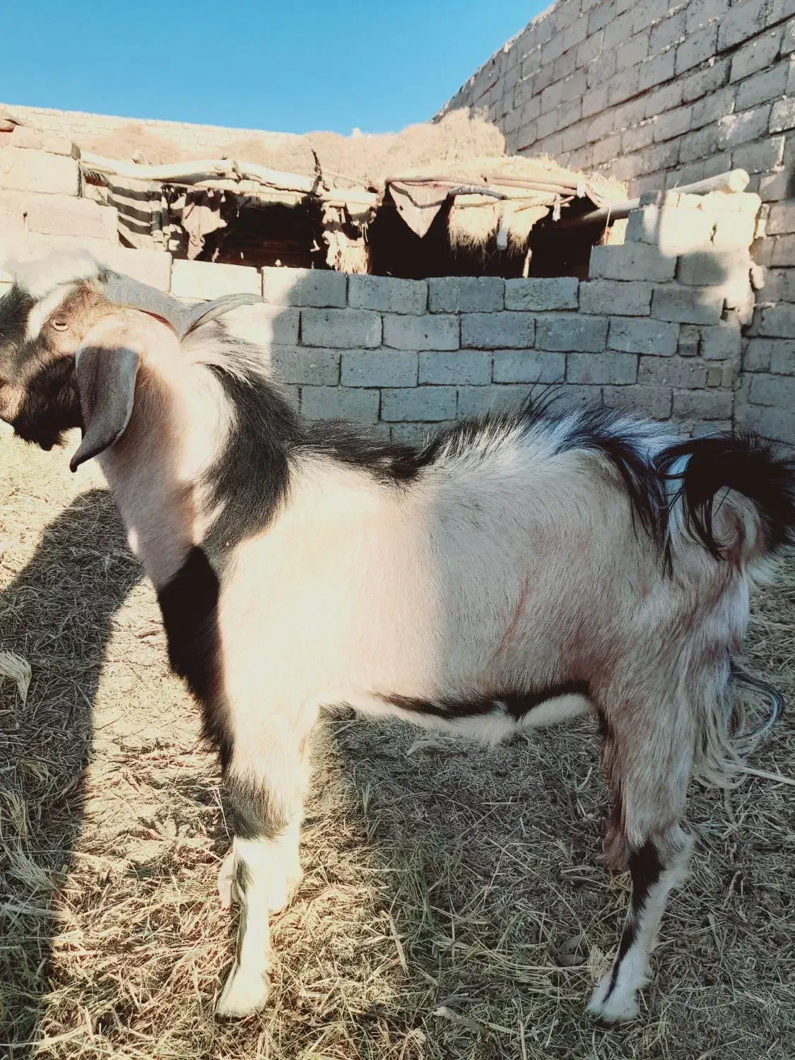 بزنر|حیوانات مزرعه|زهک, |دیوار