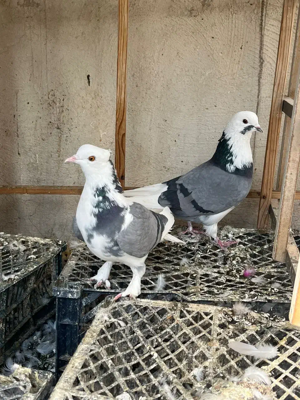 کفتر پرشی نامبروان|پرنده|تهران, مسعودیه|دیوار