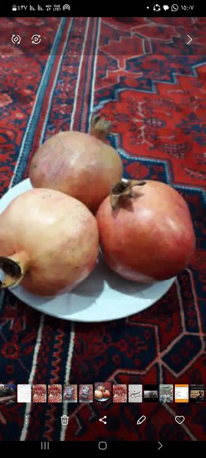 انار شیرین  درجه یک زاغمرز|خوردنی و آشامیدنی|بهشهر, |دیوار