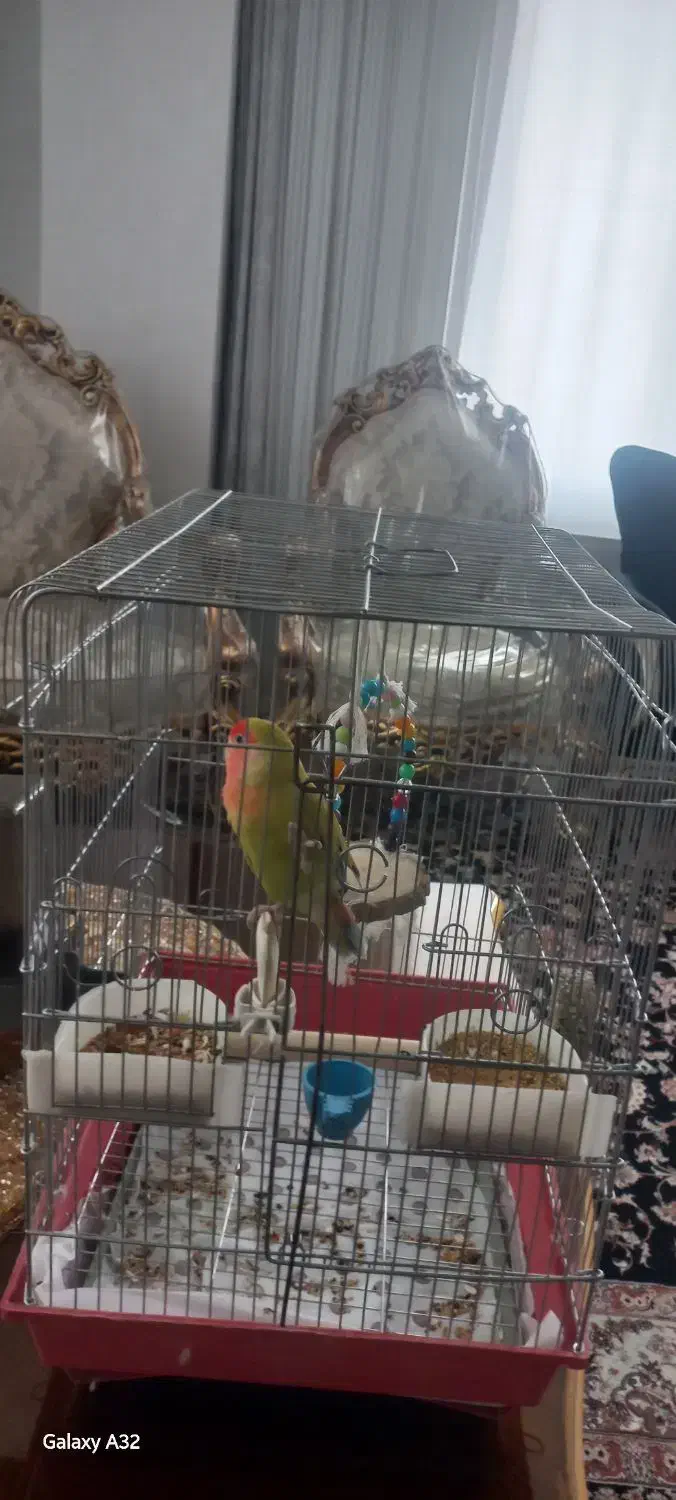 طوطی برزیلی نر|پرنده|ملایر, |دیوار