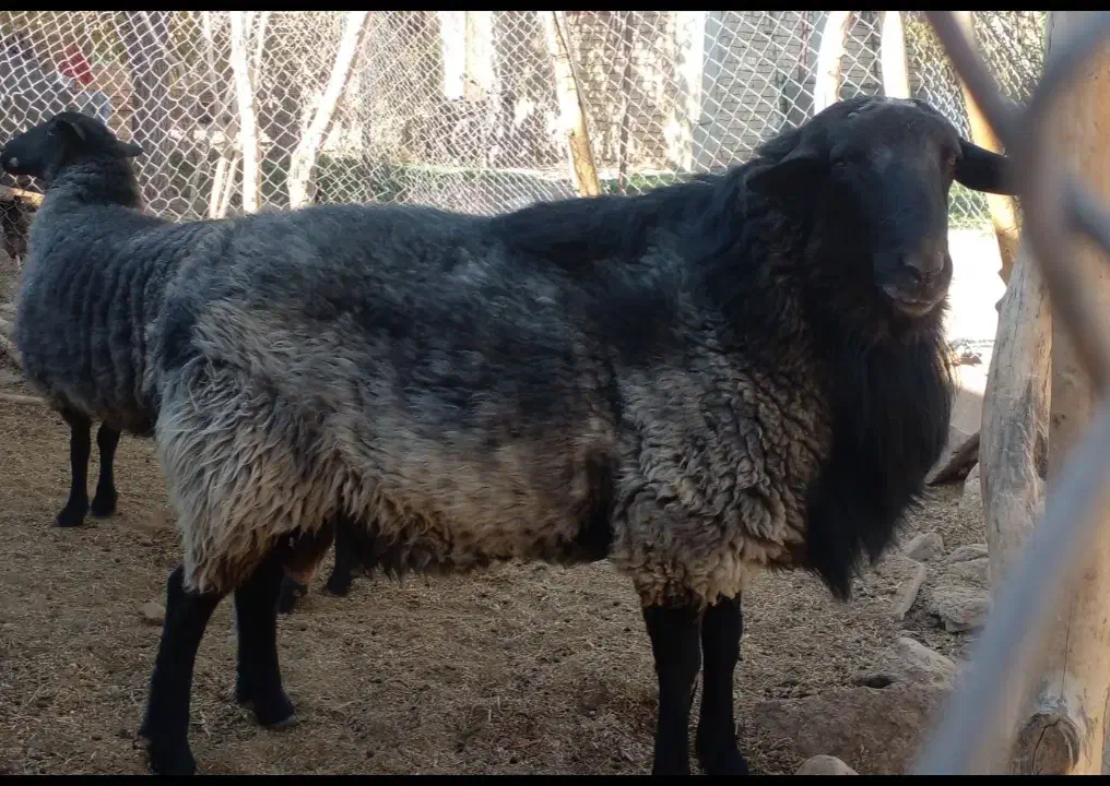 فروش نر نژاد رومانوف|حیوانات مزرعه|بسطام, |دیوار