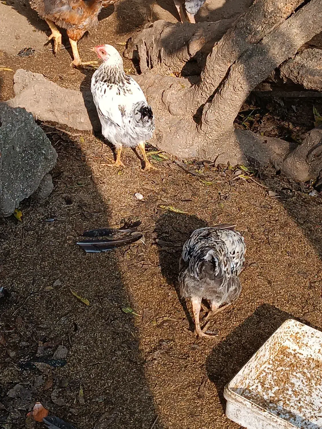 فروش خروس پنج ماهه|حیوانات مزرعه|املش, |دیوار