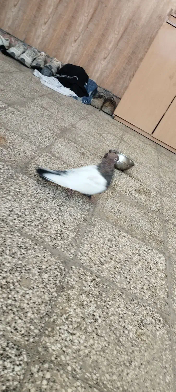 کفتر سینه نر|پرنده|ملکآباد, |دیوار