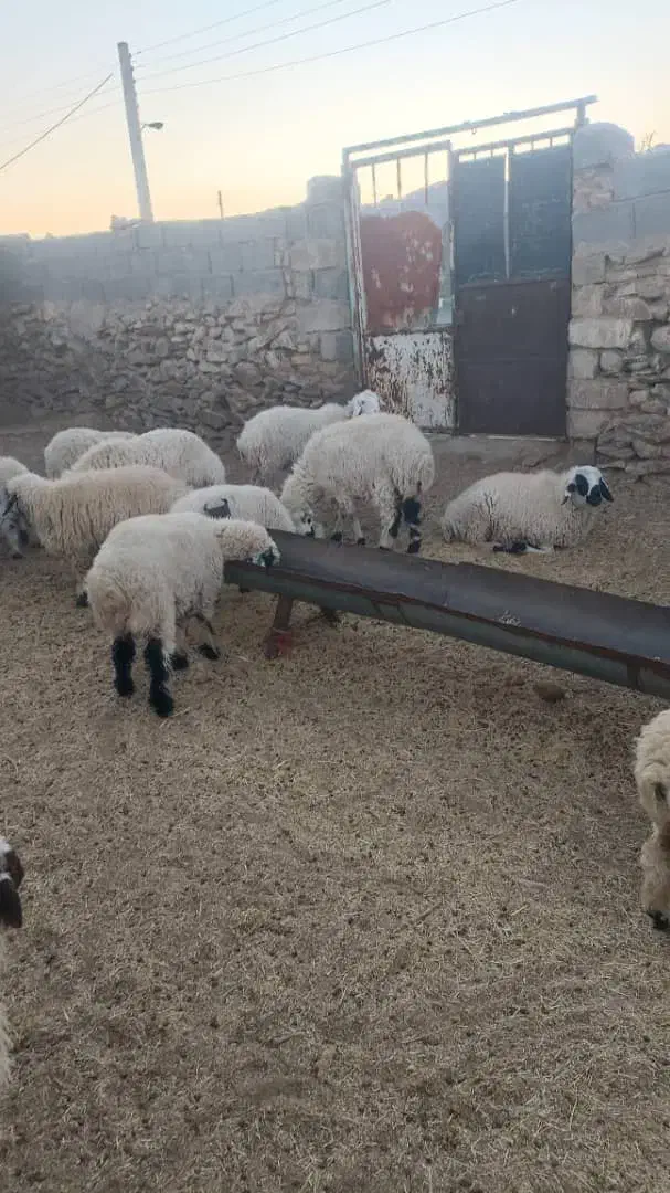 بره|حیوانات مزرعه|سیرجان, |دیوار