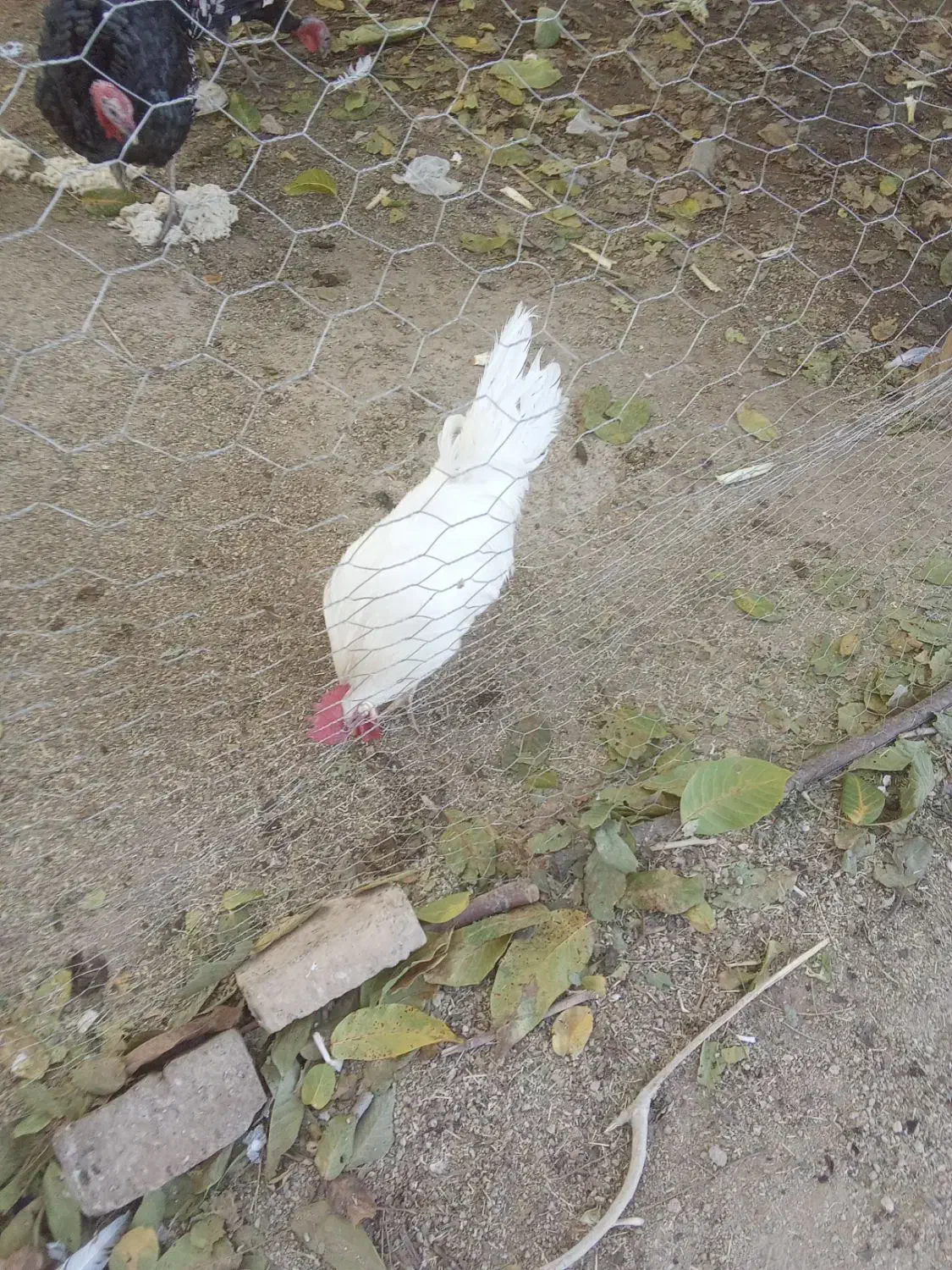 فروش 5عدد مرغ تخم گذار.یک عدد خروس.سه عدد بغلمون|حیوانات مزرعه|اشترینان, |دیوار