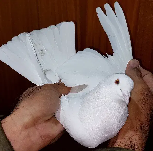 کفتر|پرنده|تهران, امام زاده عبدالله|دیوار