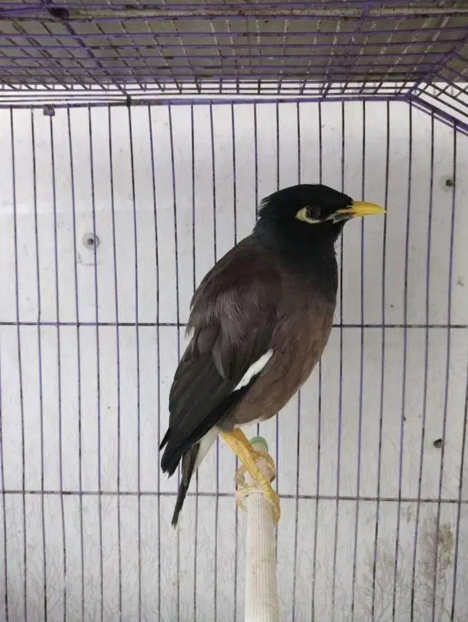 مرغ مینا سخنگو|پرنده|رشت, پیرسرا|دیوار