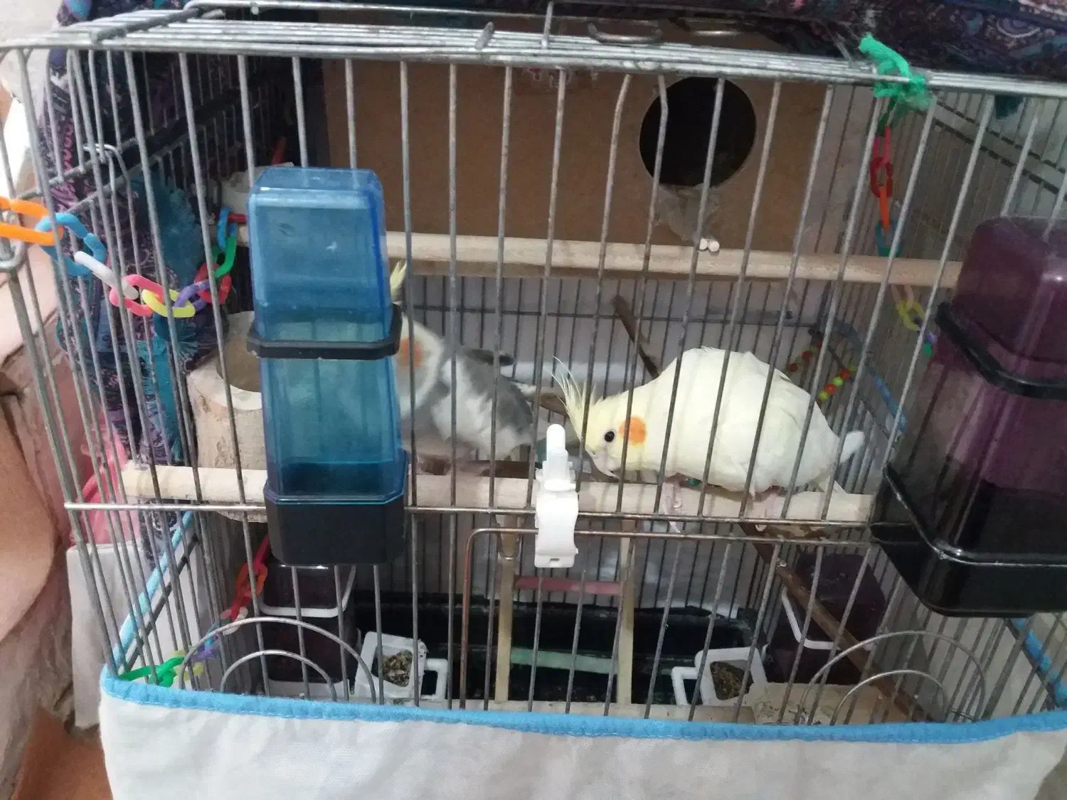 عروس هلندی|پرنده|ملایر, |دیوار