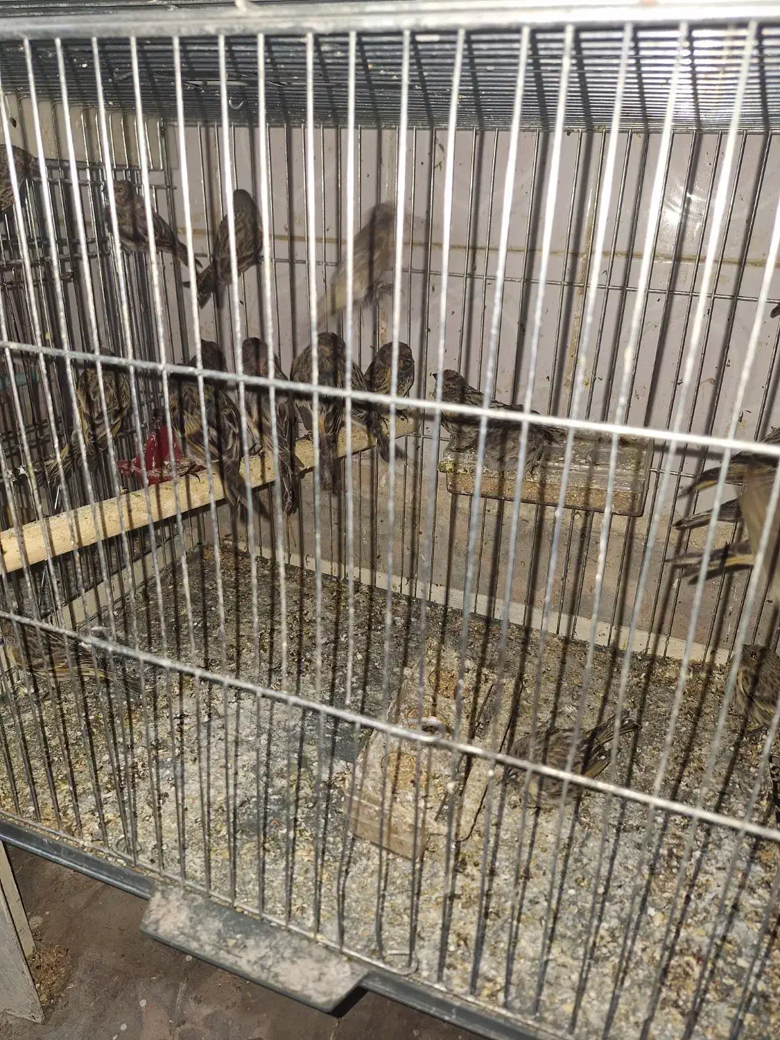 سهره قناری گلبسر تک و تعداد|پرنده|اسکو, |دیوار