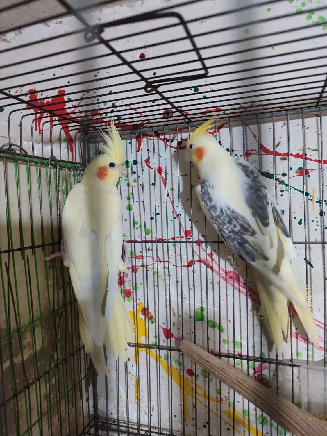 گرینچیک.عروس . خورشیدی.برزیلی.مرغ عشق|پرنده|محمدشهر, محمدشهر|دیوار