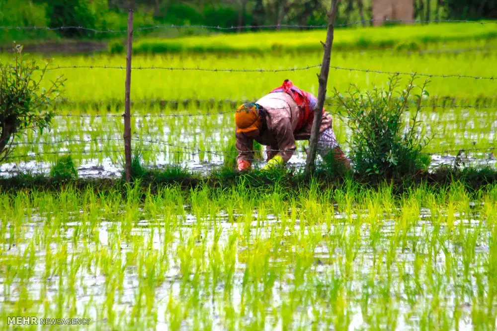 برنج محلی تولکی خوزستان|خوردنی و آشامیدنی|شاهین‌شهر, فردوسی|دیوار