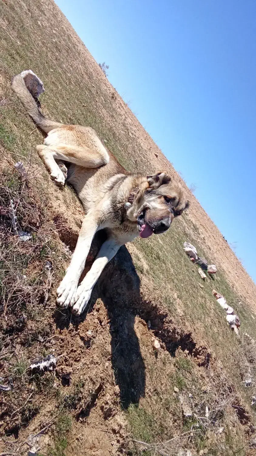 سگ گم شده|سگ|مشهد, کوی سیدی|دیوار