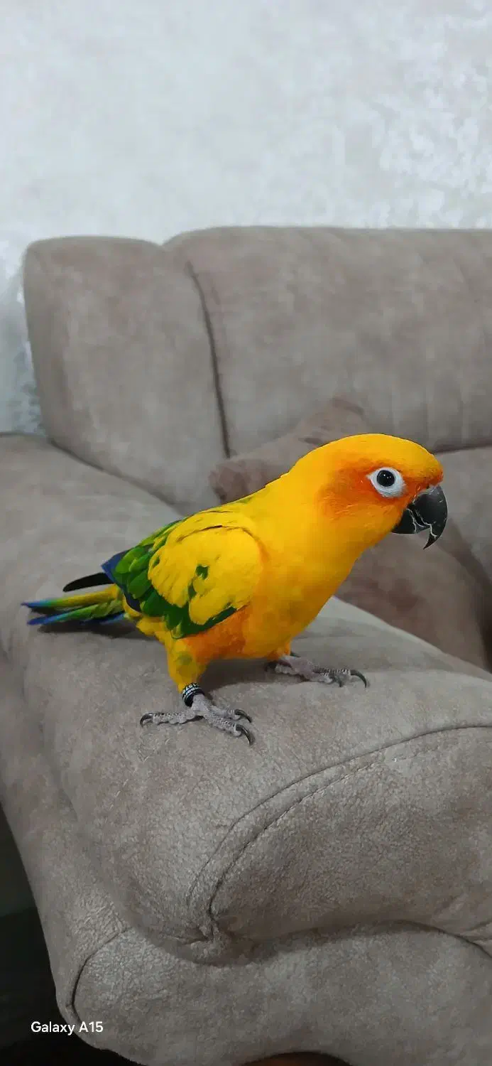 طوطی خورشیدی (سان کانور) پشت زرد|پرنده|ری, اقدسیه|دیوار