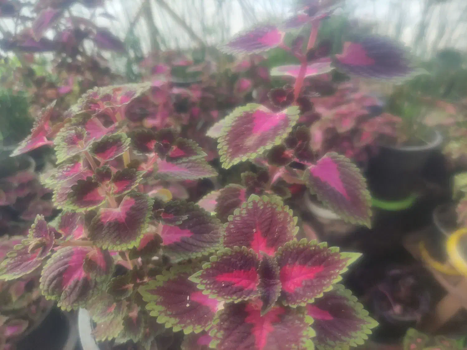 گل های طبیعی وسالم|گل و گیاه طبیعی|مشهد, سرافرازان|دیوار