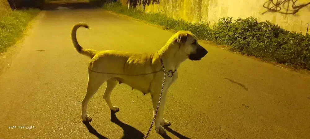 ماده سرابی درشت فول|سگ|سیاهکل, |دیوار