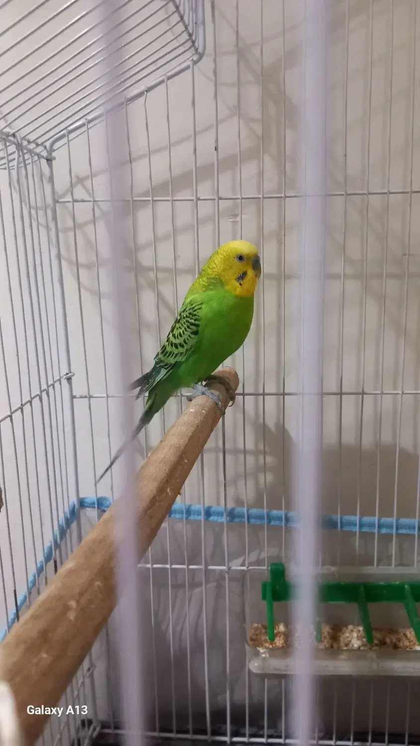 مرغ عشق جفت|پرنده|قزوین, |دیوار