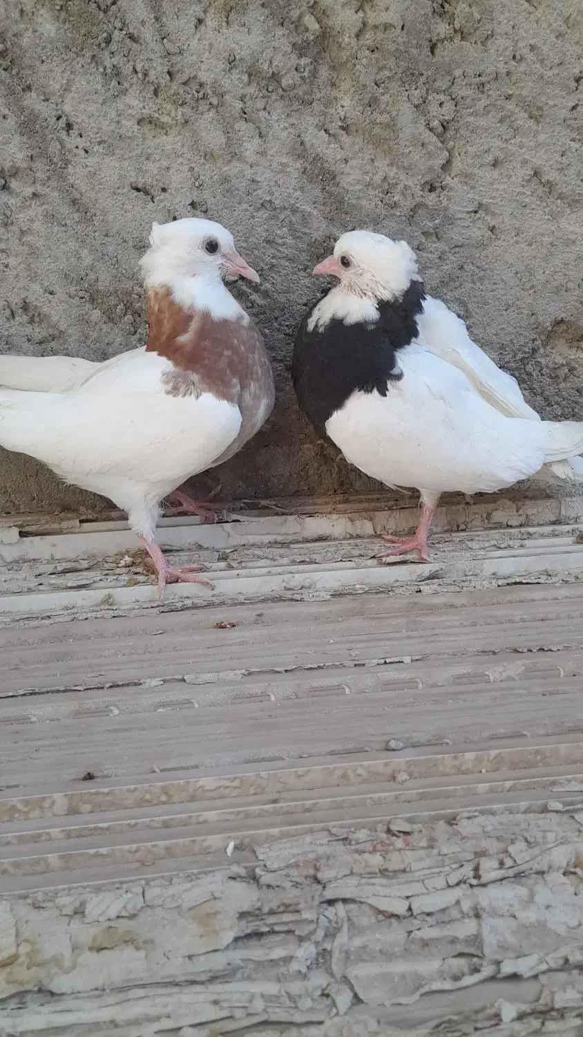 جوجه طوقی|پرنده|ساوه, |دیوار