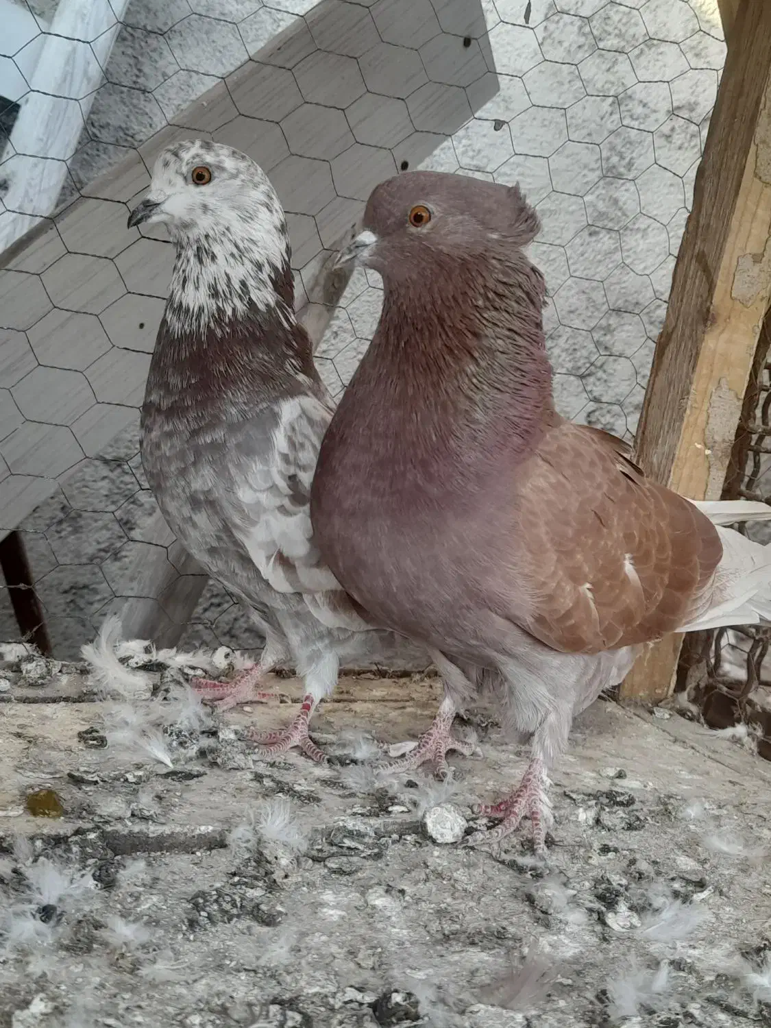 کبوتر پرشی|پرنده|گرگان, |دیوار