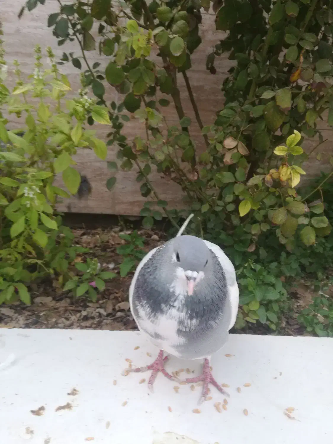 کبوتر|پرنده|کازرون, |دیوار