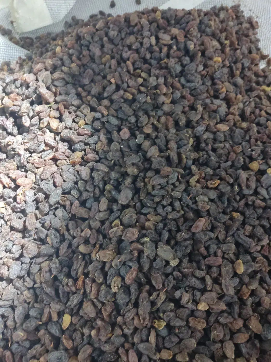 کشمش آفتابی شیرازی بدون هسته وسوک فروش بصورت عمده|خوردنی و آشامیدنی|اصفهان, کوی امام جعفر صادق|دیوار