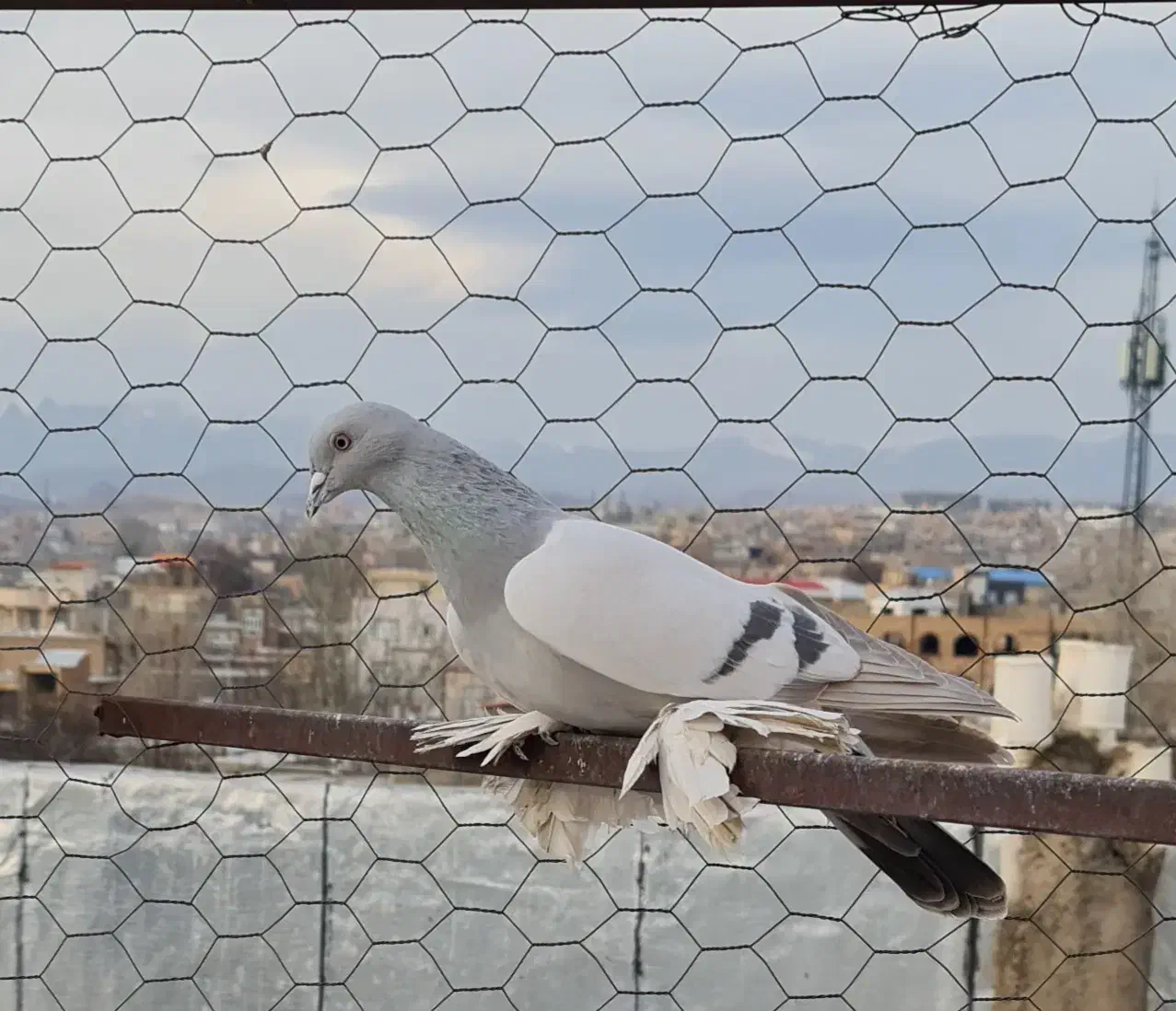 آبی نر|پرنده|اهر, |دیوار