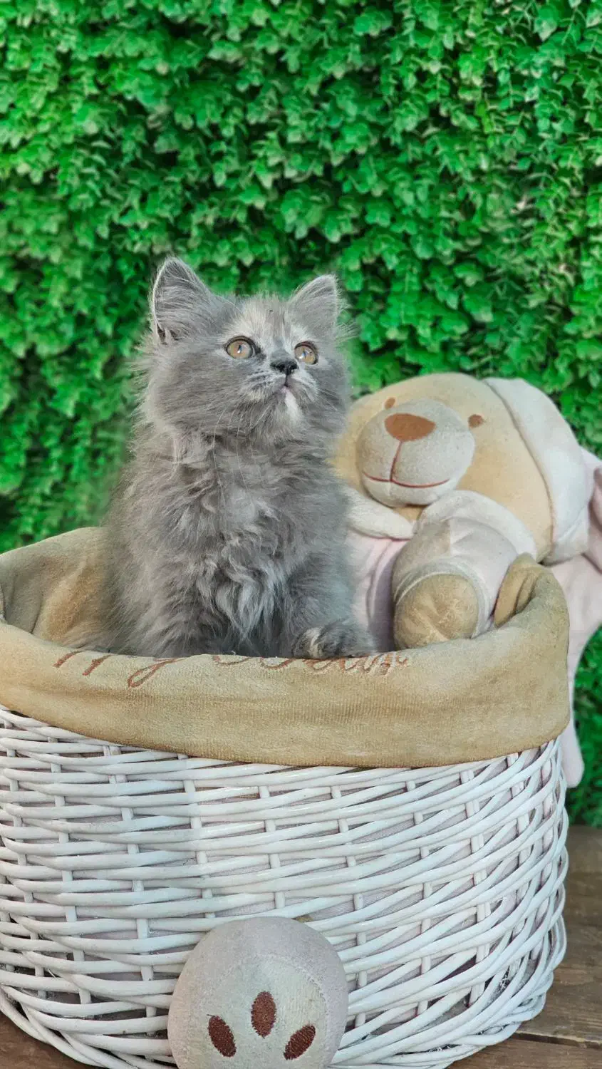 توله بریتیش مو کوتاه|گربه|بندر ماهشهر, |دیوار