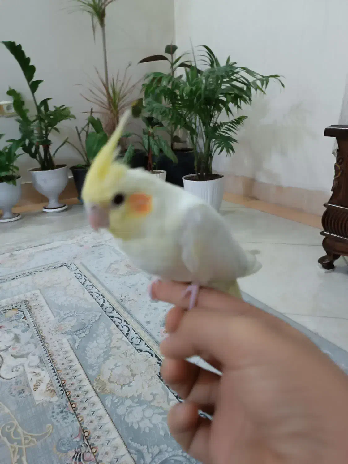 عروس هلندی|پرنده|قم, باغ کرباسی|دیوار