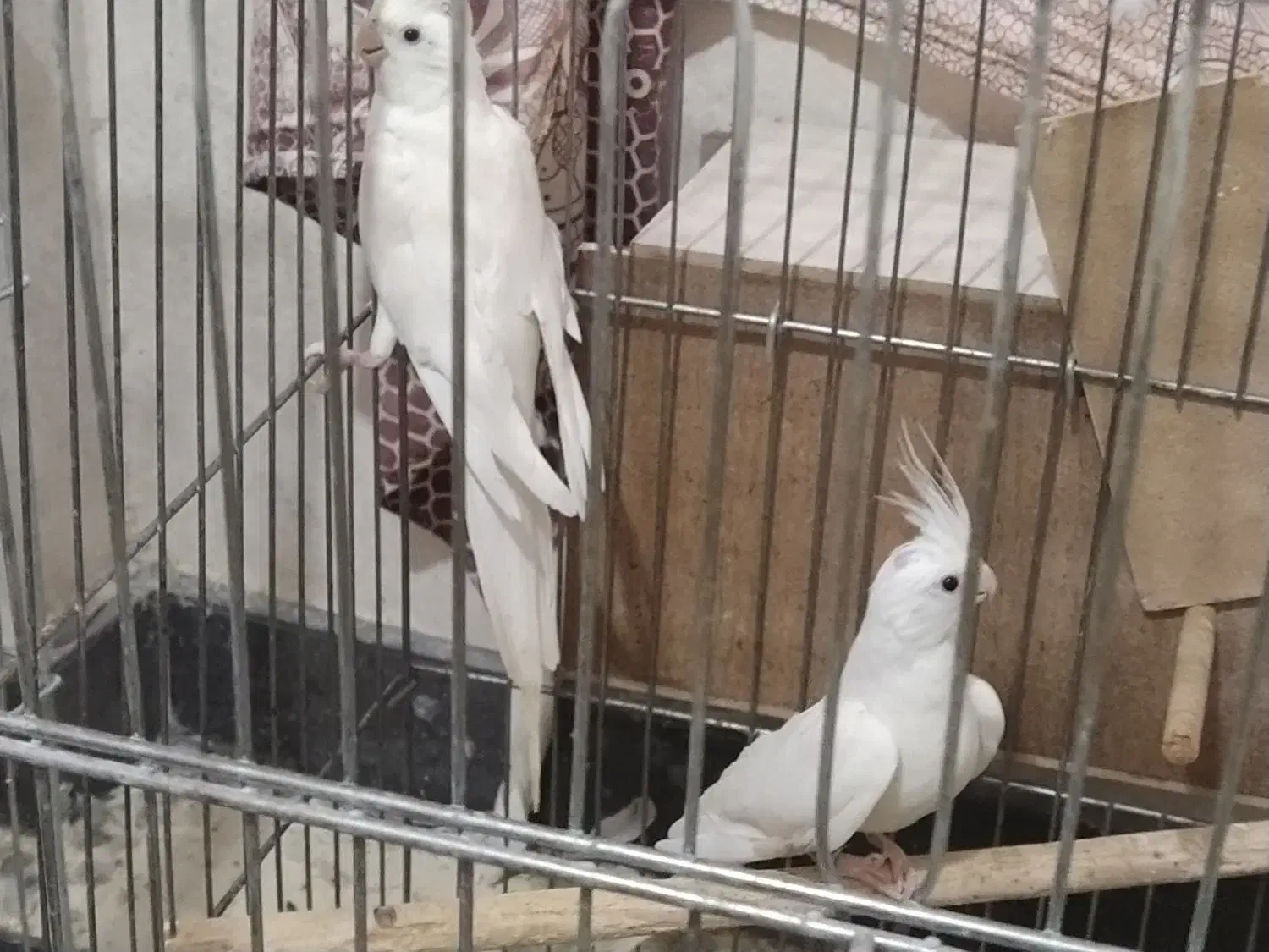 عروس هلندی البینو|پرنده|پاکدشت, شهرک امام رضا|دیوار