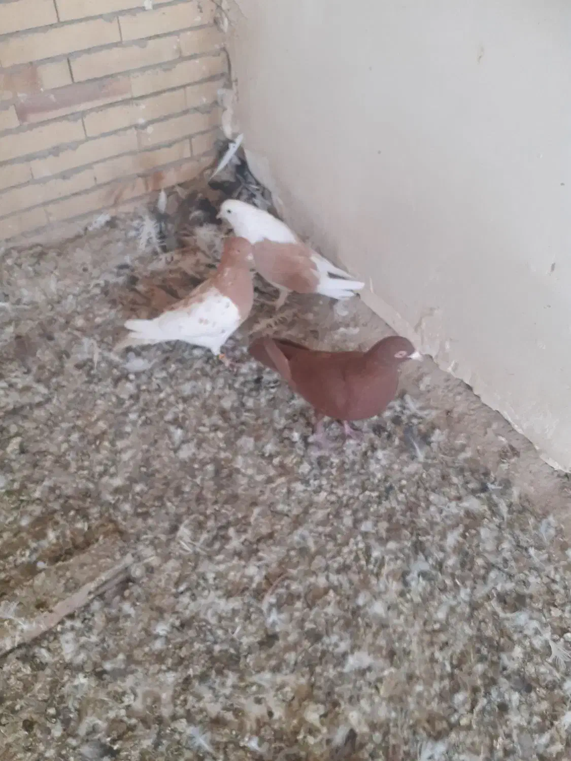 کبوتر|پرنده|یزد, |دیوار