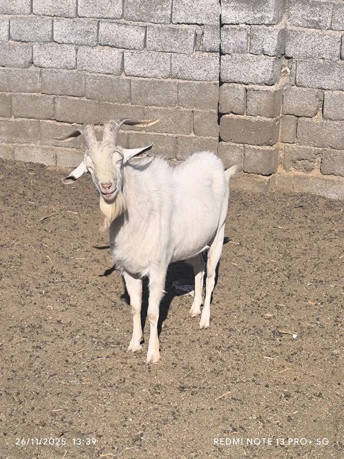 نره بز سانن|حیوانات مزرعه|سیرجان, |دیوار