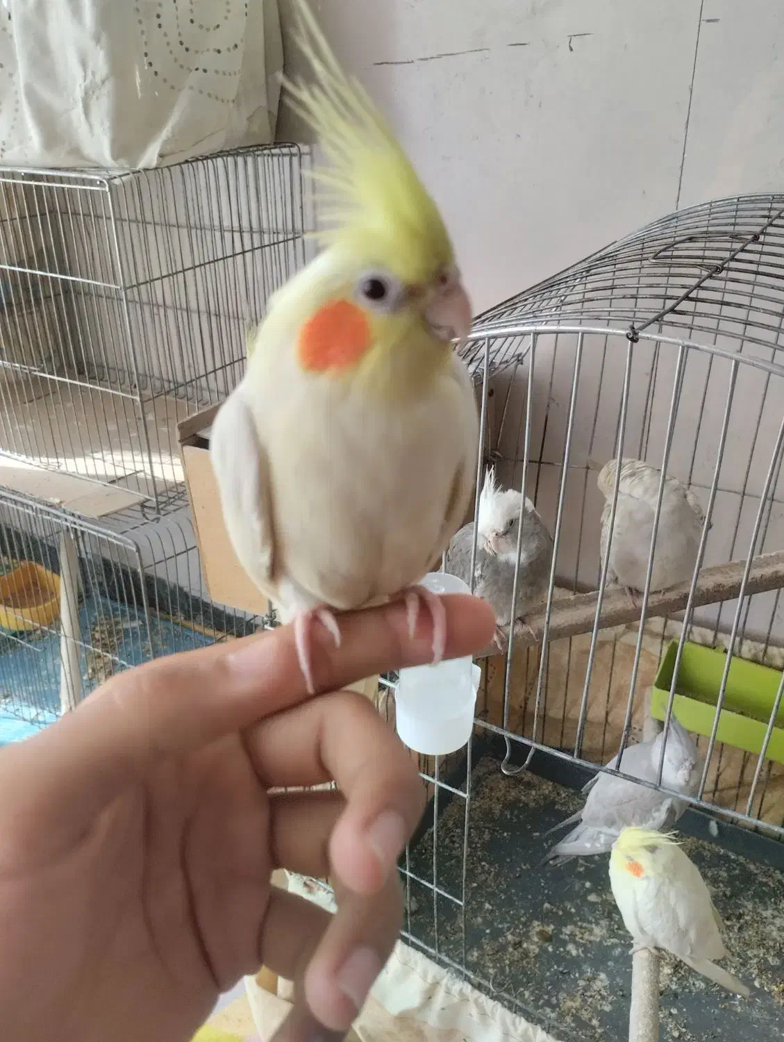 لوتینو دستی|پرنده|نجفآباد, امیرآباد|دیوار