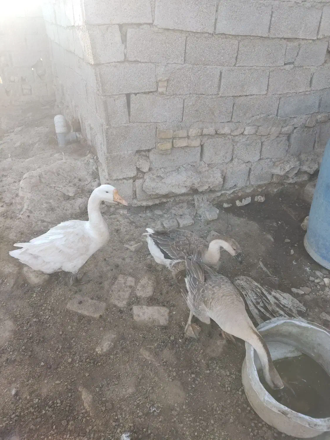 اهواز سراه خرمشهر گنبوعه بزرگ روستای ملیحه سیدحسن|حیوانات مزرعه|حمیدیه, |دیوار