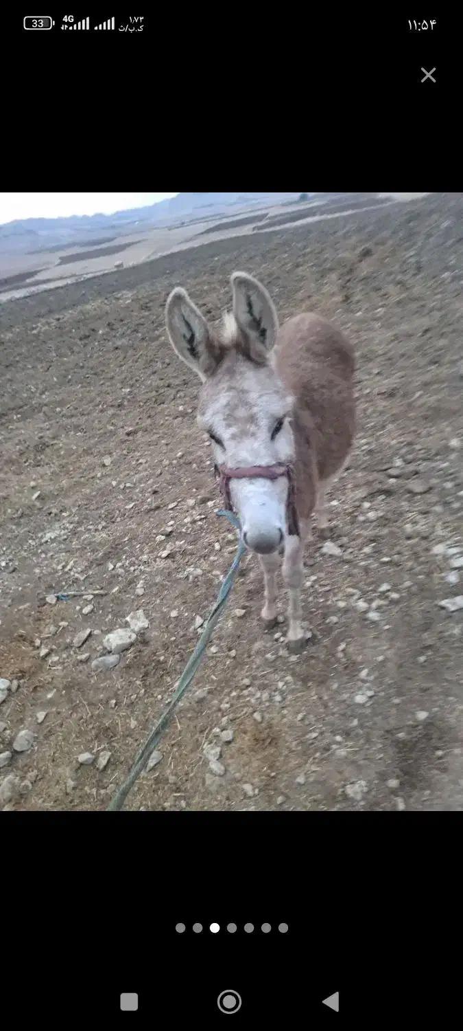 خر نر|حیوانات مزرعه|باغ ملک, |دیوار