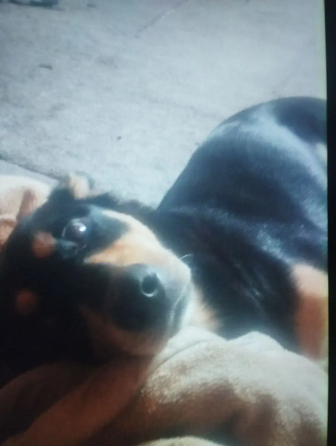 سگ ژرمن|سگ|بندر ماهشهر, |دیوار