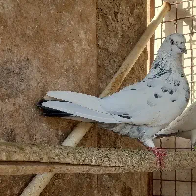 کفتر|پرنده|اردکان, |دیوار